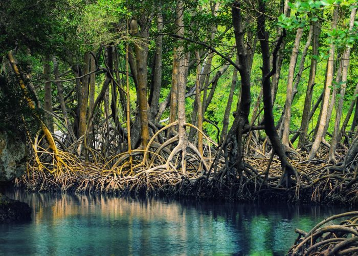 7 Tips Berwisata ke Kawasan Mangrove