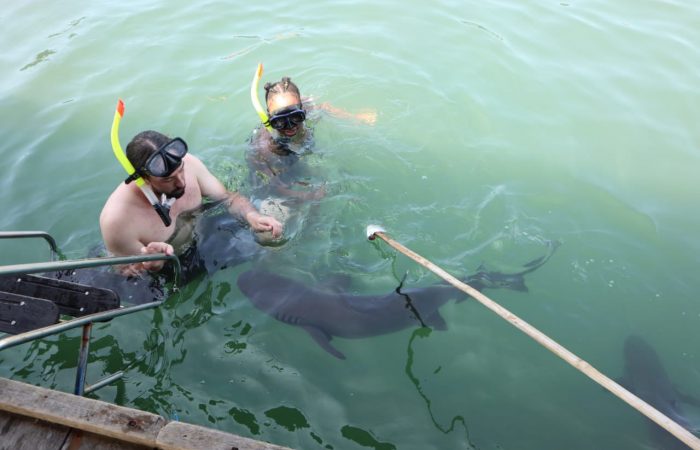 Tour Shark Swim di Bali